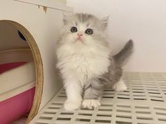 -lincat·猫舍(广州店)
