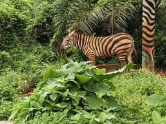 -海南热带野生动植物园