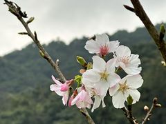 -广州市石门国家森林公园