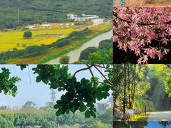 -风云岭森林公园