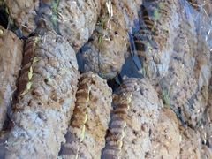 -龙兴·动物奶油生日蛋糕(龙北店)