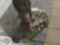 -小洲村