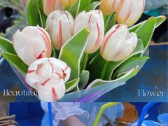 -循礼门鲜花花市(武汉循礼门店)