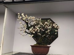 -香雪海