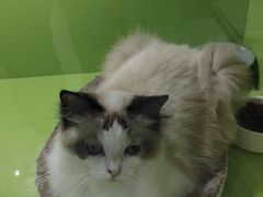 -唐小姐の私宠·宠物洗护美容·撸猫馆·购宠(周浦万达旗舰店)