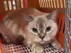 -瑞派长江宠物医院·猫科·外科·24小时夜护(谊城公寓分院)