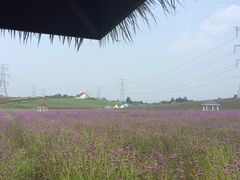 -紫颐香薰山谷景区