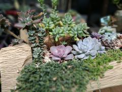 -南山植物园