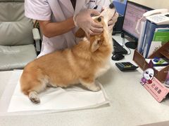 -宠爱国际动物医院· 猫科· 外科·中兽医(长白店)