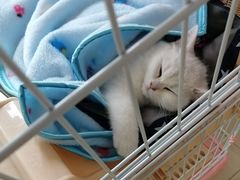 -lincat·猫舍(广州店)