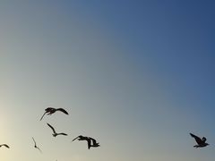 -蓬莱阁景区