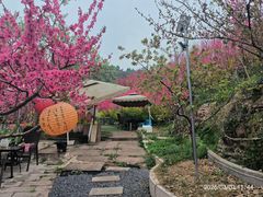-桃源山庄·水蜜桃采摘·柴火鸡·烧烤团建(龙泉山店)