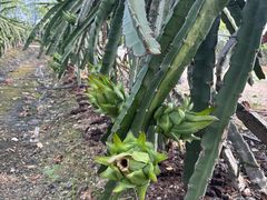 -尚果生态采摘园