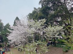 -武汉大学-樱园
