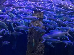 -厦门海底世界