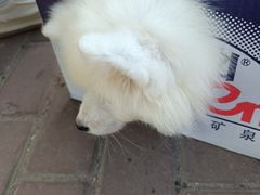 -桂林市花鸟市场