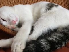 -猫咪博物馆(顶澳仔猫街店)