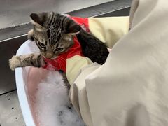 -瑞派康怡24h宠物医院·犬猫医疗中心·微创绝育(瑞景分院)