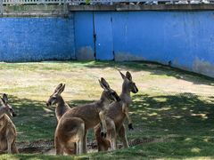 -西霞口神雕山野生动物世界