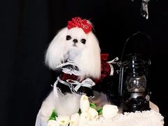 -萌宠之家·腊肠犬·马尔泰·小体犬舍