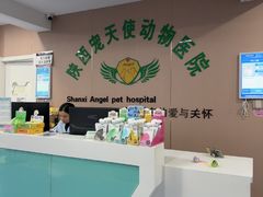 -天使宠物医院·犬猫分诊(彩虹店)