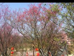 -天适樱花悠乐园