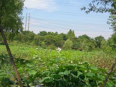 -上海长兴岛郊野公园