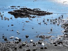 -烟墩角天鹅湖