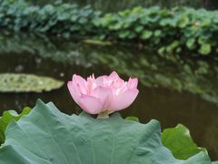 -陈家山荷花公园