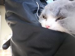 -东方名猫馆·英短金渐层布偶猫舍(环线广场1号楼店)