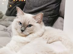 -瑞派康怡24h宠物医院·犬猫医疗中心·微创绝育(瑞景分院)