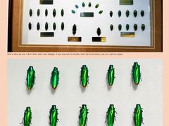 -上海昆虫博物馆