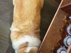 -肥朵食堂(带梦胡同店)