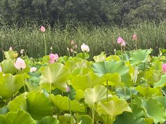 -莲湖公园