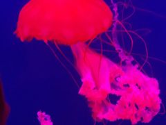 -西安曲江海洋极地公园