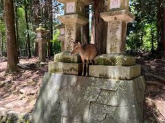 -奈良公园