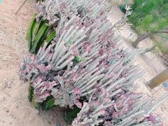 -东莞植物园