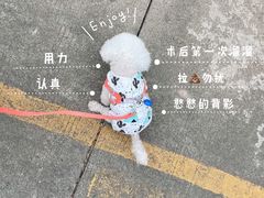 -哆趣宠物医院·眼科·内镜·急重症转诊中心(上海店)