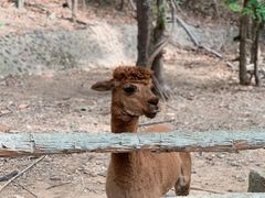 -清迈夜间动物园