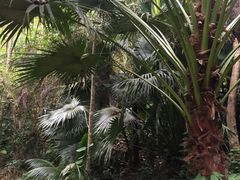 -呀诺达热带雨林