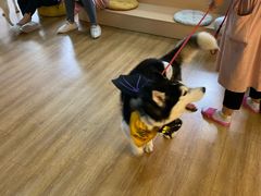 -Husky Go! 哈士奇体验馆·宠物咖啡厅狗咖