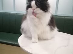 -安格丽娜·狗咖·猫咖羊驼咖(春熙路百盛商场店)