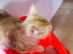 -胡椒猪肚汤(康王店)