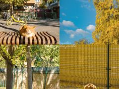 -三里屯东五街银杏大道