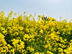 -汉长安城未央宫国家考古遗址公园