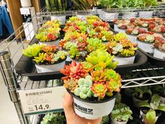 -鹿岛会员店 (龙湖三千集天街店)