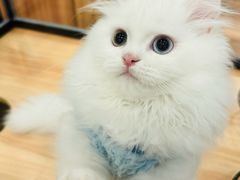 -袖虎·猫馆(体育西路店)