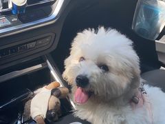 -当汪遇见喵宠物店