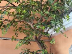 -巢爷老味(东方红店)