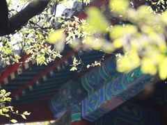 -大觉寺-停车场
